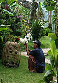 Balinese preparing rooster for cock-fight