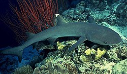 White point reef shark-Triaenodon obesus