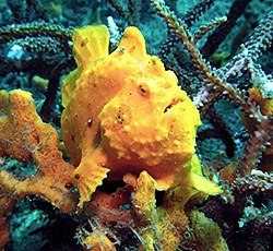Yellow frog fish - Michelle - Antennarius commerson