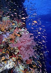 Amazing Coral - with Anthias - covered wall