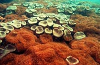 A carpet of Corals
