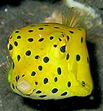 Yellow boxfish - Ostracion cubicus - Nathalie