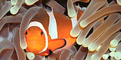 Anemone fish - Amphiprion ocellaris