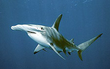 Hammerhead shark at the Magnet - Sphyrna lewini