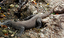 Komodo dragon - Varanus komodoensis