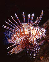 Red Firefish-Pterois volitans