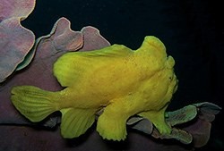 Commerson's Frogfish-Marco-Antennarius commerson