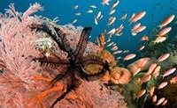Sea fan with featherstars - Gorgonian with Crinoids