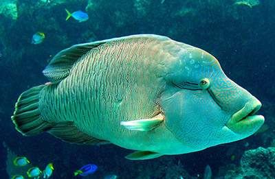 Napoleon wrasse - NOAA Coral Reef Conservation Program - Cheilinus undulatus
