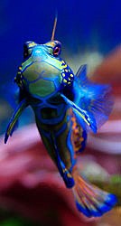 The totaly beautiful Mandarinfish - Synchiropus splendidus