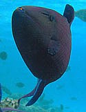 Redtooth Triggerfish - Odonus niger