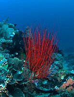 Red whip Coral - Junceella - by Kathy Mendes