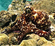 Common reef Octopus - Octopus cyanea