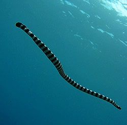 Banded sea krait underwater - Laticauda colubrina