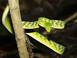 Big-eye Green Whip Snake - Sumatra and Java - Ahaetulla mycterizans