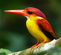 Oriental dwarf King fisher - Ceyx erithaca Oriental dwarf King fisher - Ceyx erithaca
