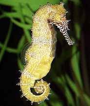 Barbour's seahorse-Hippocampus histrix kaup