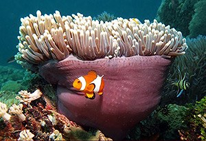 False Clown anemonefish - Amphiprion ocellaris - and Banggai cardinalfish - Pterapogon kauderni False Clown anemonefish - Amphiprion ocellaris - and Banggai cardinalfish - Pterapogon kauderni