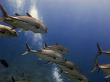 Big-eye trevally - Caranx sexfasciatus Big-eye trevally - Caranx sexfasciatus