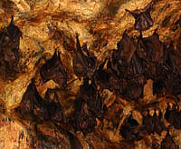 Bats in the cave at Goa Lawah