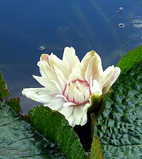 Lotus flower Lotus flower
