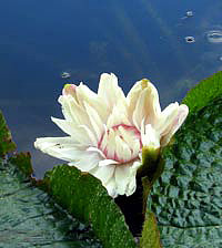 Lotus flower