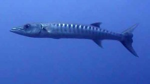 Chevron barracuda-Shyraenna qenie