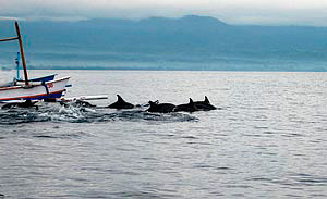 Early morning Dolphin spotting-Lovina