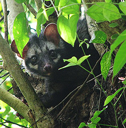 Asian palm civet - Paradoxurus hermaphroditus