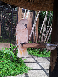 Pink Cacatua - Cacatua leadbeateri