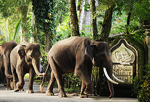 Elephant park