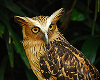 Owl - Strigiformes Owl - Strigiformes