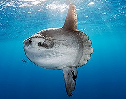 Oceanic Sunfish - Chris Fallows - Mola mola