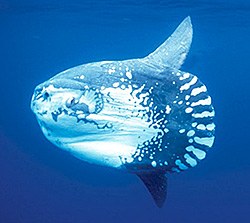Oceanic Sunfish - Mola-mola