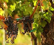 wine grapes wine grapes