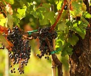 wine grapes