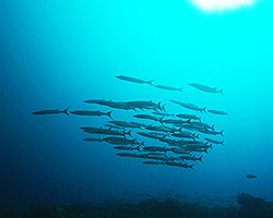 Chevron barracuda - Sphyraena barracuda