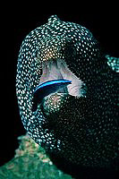 Moray eel getting his teeth cleaned - Gymnothorax meleaegris