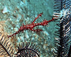Harlequin ghost pipefish - Michelle - Solenostomus paradoxus Harlequin ghost pipefish - Michelle - Solenostomus paradoxus