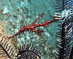 Harlequin ghost pipefish - Michelle - Solenostomus paradoxus