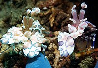 Harlequin Shrimp - Michelle - Hymenocera picta