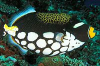 Clown Triggerfish-Balistoides conspicillum