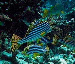 Oriental Sweetlips at the wreck-Plectorhinchus orientalis