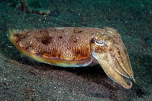 Cuttlefish-Ricky Ferguson-Sepia pharaonis