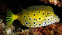 Yellow box fish - Ostracion cubicus