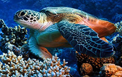 As a diver you might encounter a nice green sea turtle - Chelonia mydas