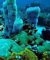 Beautiful underwater world Beautiful underwater world