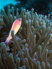 Skunk anemonefish - Amphiprion akallopisos - by Jim Lyle