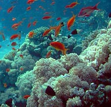 Corals with lots of Anthias