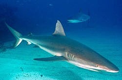 Grey reef Shark - Carcharhinus amblyrhynchos